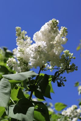 Syringa vulgaris - šeřík obecný - květenství
